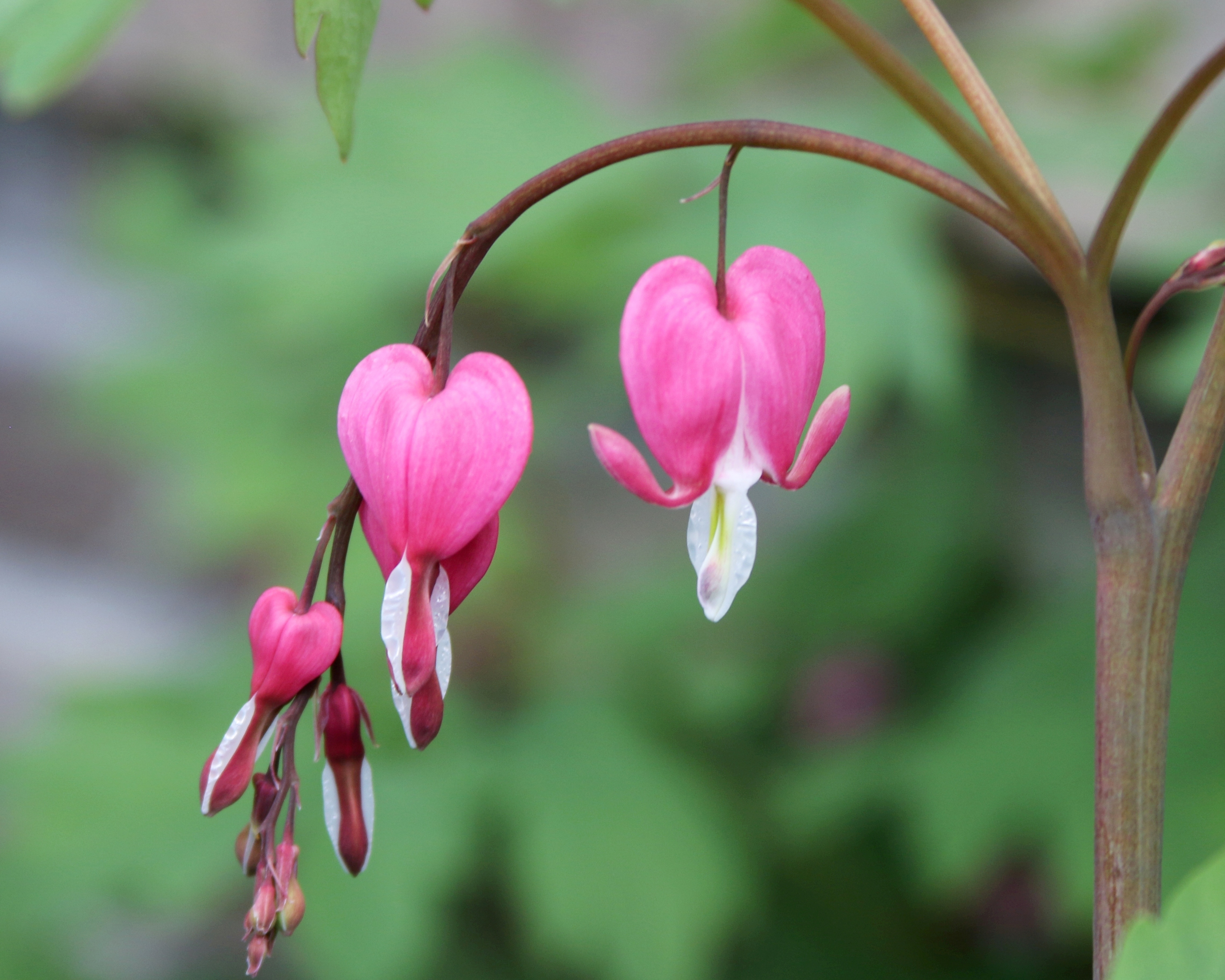 bleeding heart